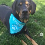 Tie Dye Bandana Craft for National Dog Day