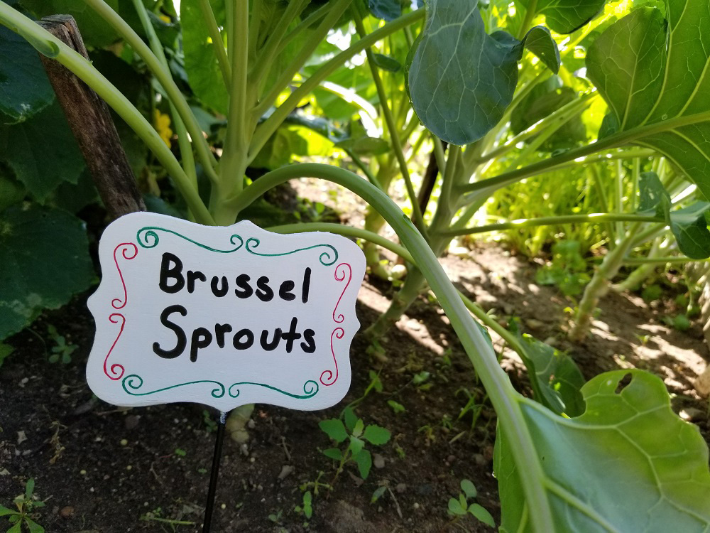brussel sprouts garden