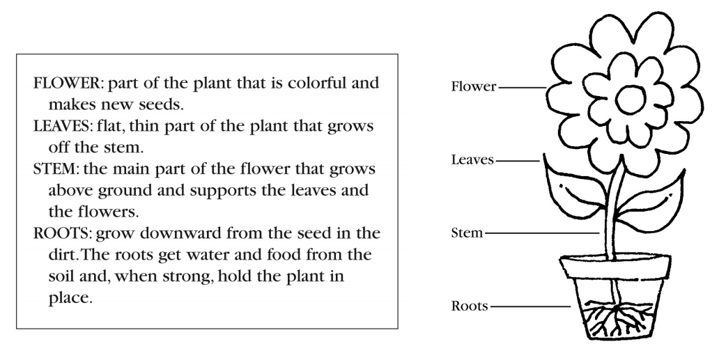 flower parts 2 S&S Blog
