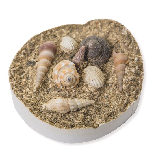 fossil seashell craft