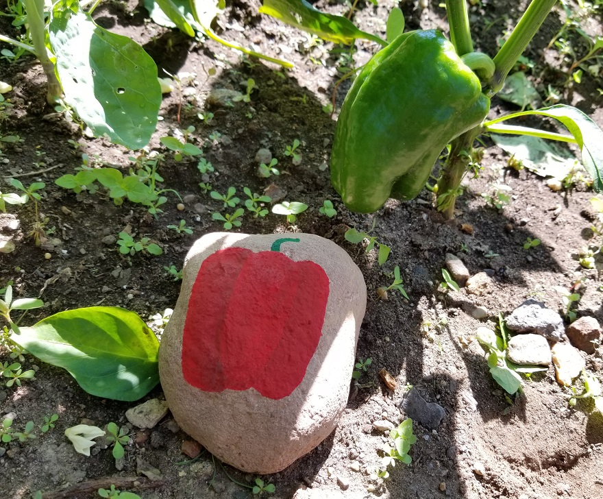 peppers vegetable garden
