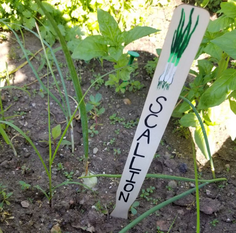 3 Crafty Ways to Label Your Vegetable Garden S&S Blog