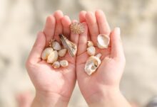shell crafts for kids